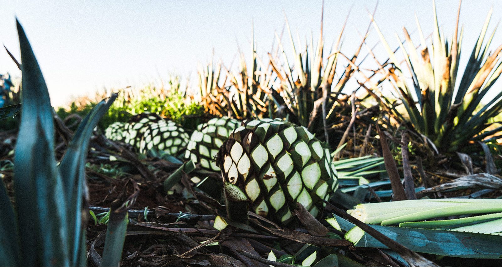 Cosecha de piñas de agave azul Tequilana Weber en Jalisco y Guanajuato